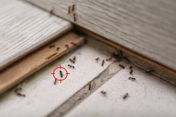 Professional Pest Control in Winfield, AL