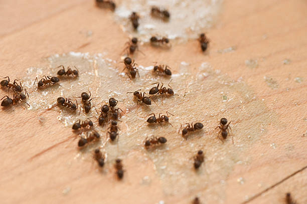 Best Wildlife Control Services  in Winfield, AL