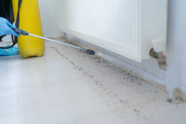 Best Rat Extermination Near Me  in Winfield, AL